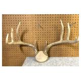 Whitetail Cap Mount 9 Point, 20 3/4 Inside Spread
