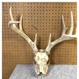 Whitetail Skull & Antlers, 9Point, 16.5" Inside
