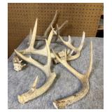 (5) Whitetail Antler sheds