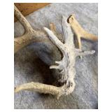 (5) Whitetail Shed Antlers