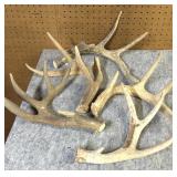 (5) Whitetail Antler sheds