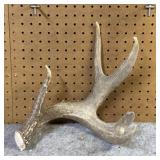 Large Antler Shed