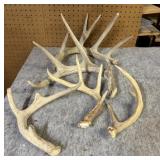 (5) Whitetail Shed Antlers