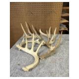 (5) Whitetail Antler sheds