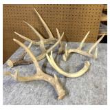 (5) Whitetail Antler sheds