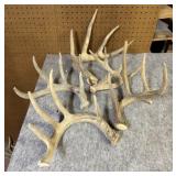 (5) Whitetail Shed Antlers