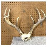 Whitetail  Skull Cap, 8 Point 17.5" Inside Spread