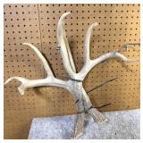 Pair Of Whitetail She