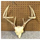 Whitetail  Skull Cap, 8 Point, 12.5 Inside Spread