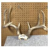 Whitetail  Skull Cap, 9 Point, 16" Inside Spread