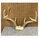 Whitetail  Skull Cap, 7 Point, 14.5 Inside Spread