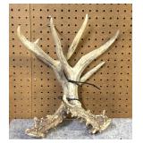 Pair Of Shed Antlers