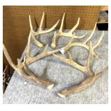 (5) Whitetail Shed Antlers