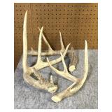 (3) Whitetail Shed Antlers