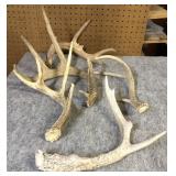 (5) Whitetail Shed Antlers