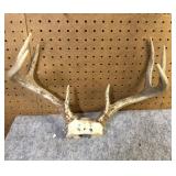 Whitetail  Skull Cap, 9 Point, 15" Inside Spread