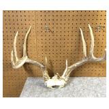 Whitetail  Skull Cap, 9 Point 18.5 Inside Spread