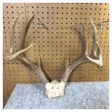 Whitetail  Skull Cap, 9 Point, 15" Inside Spread
