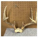 Whitetail  Skull Cap, 8 Point, 16" Inside Spread