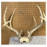 Whitetail  Skull Cap, 10 Point, 16" Inside Spread