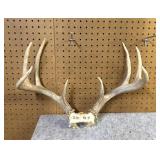 Whitetail  Skull Cap, 9 Point, 17" Inside Spread
