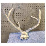 Whitetail  Skull Cap, 7 Point, 11.5" Inside