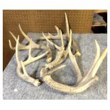 (5) Whitetail Shed Antlers