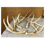 (5) Whitetail Antler sheds