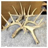 (5) Whitetail Antler sheds