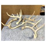 (5) Whitetail Shed Antlers