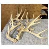 (5) Whitetail Antler sheds