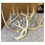 (5) Whitetail Shed Antlers