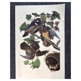 "Summer or Wood Duck" Print 23.5" x 36"