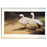 "Elegance in White" by Jim Lamb Print, Signed and