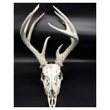 Whitetail Skull and Antlers- overall dimensions