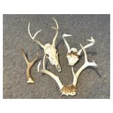 Deer Skull with Antlers, Partial Deer Skulls with