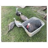 (5) Turkey Decoys