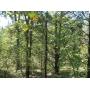 19.09 Acres of Recreational Land