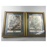 Set of 2 Framed Robert Furber Flower Prints