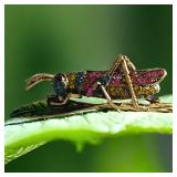 Vintage Grasshopper On Leaf Brooch Pin