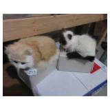 Cats (feels for real)