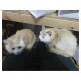 Cats (feels for real)