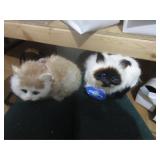 Cats (feels for real)