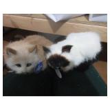 Cats (feels for real)