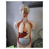 Anatomical model