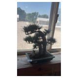 Bonsai tree