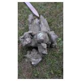 Rock / fossil
