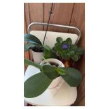 Plants