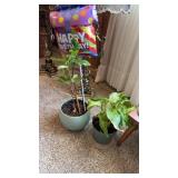 Plants