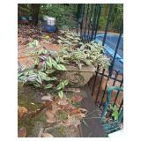 14x14 Concrete planter with wandering jew